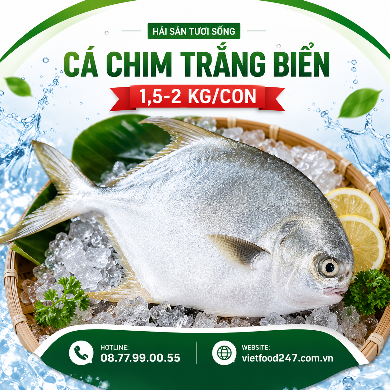 Cá chim trắng biển 1,5-2 kg/con