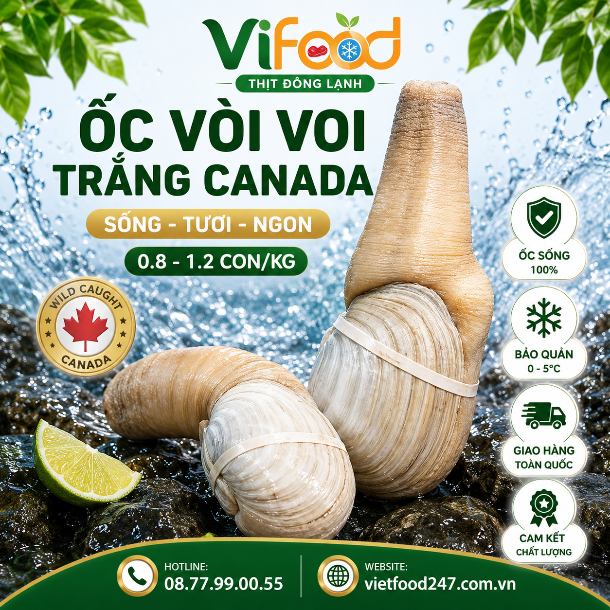 Ốc Vòi Voi Canada Sống Giá Sỉ