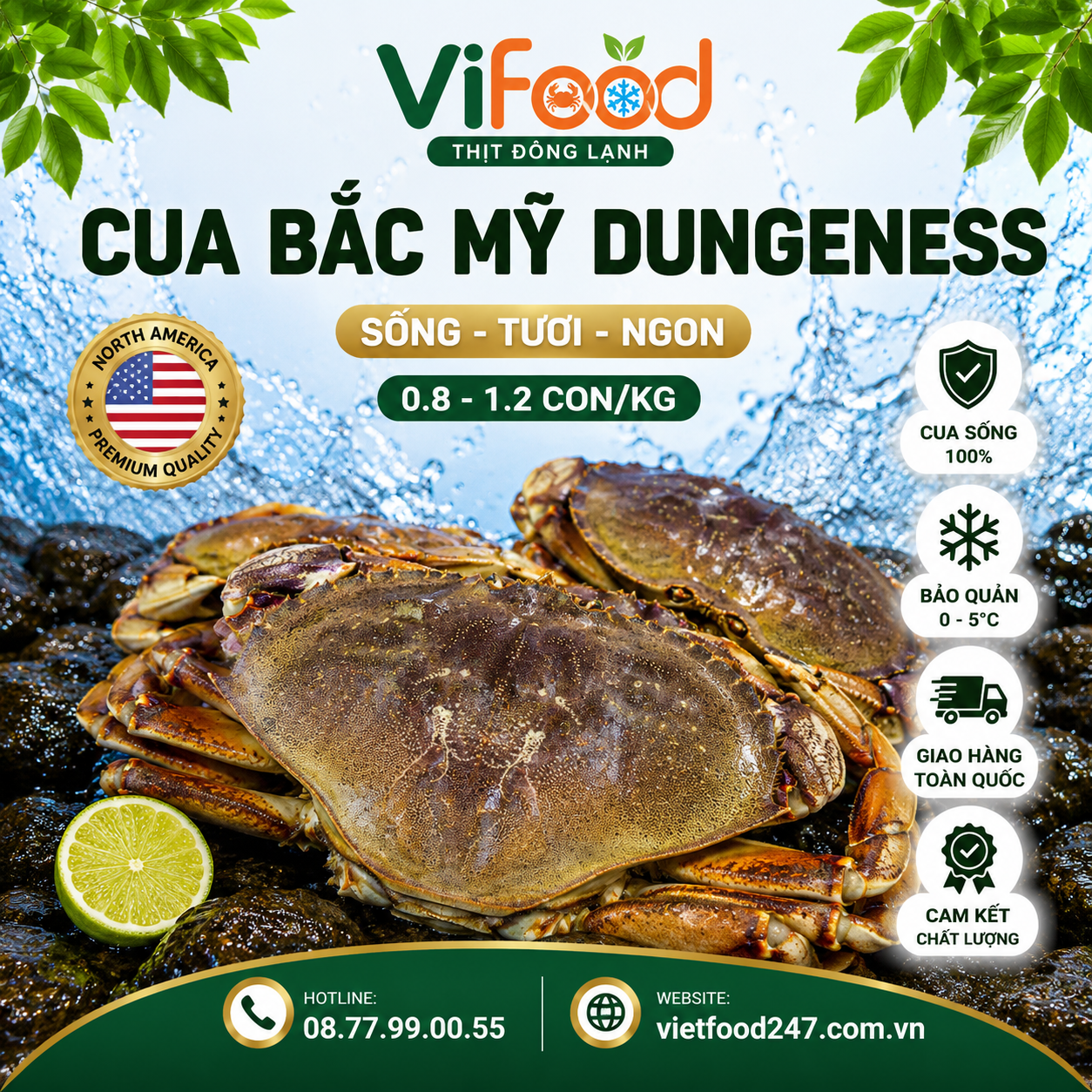 Cua Bắc Mỹ Dungeness Sống Giá Sỉ