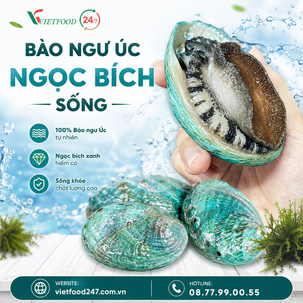 Bào Ngư Úc Ngọc Bích Sống