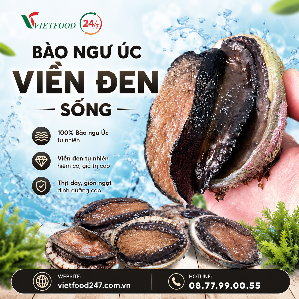 Bào Ngư Úc Viền Đen Sống Giá Sỉ