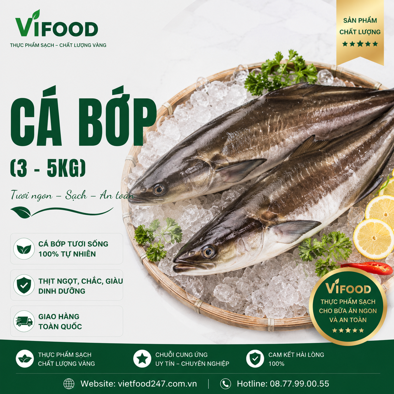 Cá bớp (3 - 5 kg)