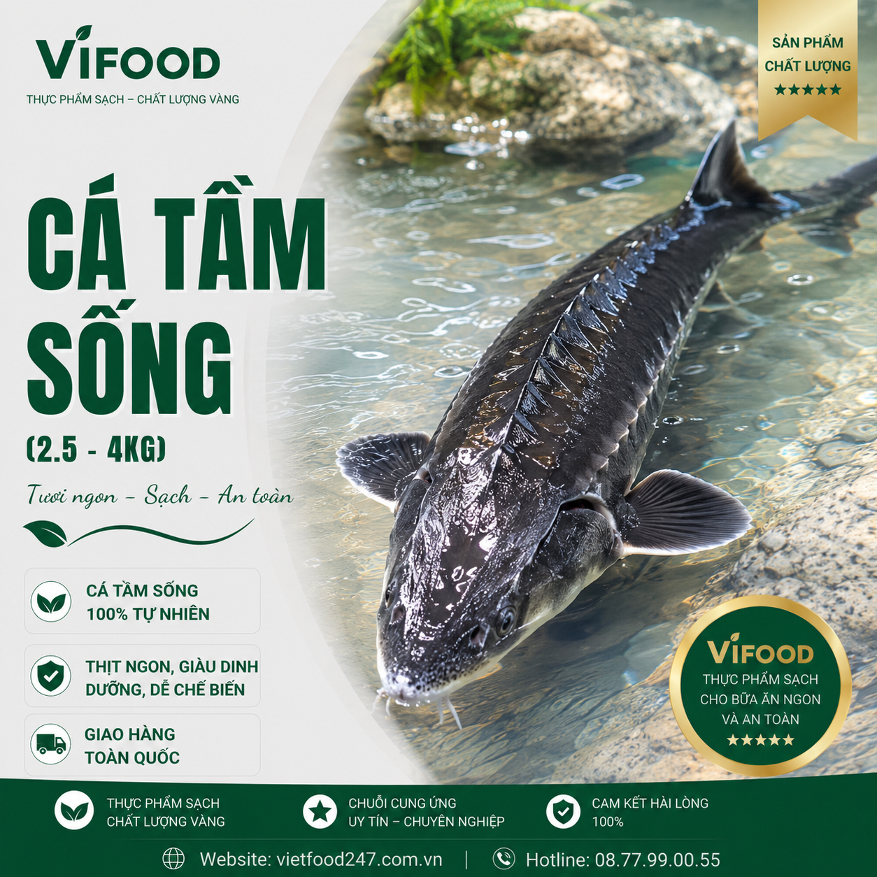 Cá Tầm sống (2.5 - 4 kg)