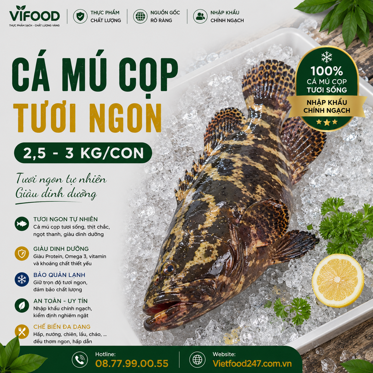 Cá mú cọp 2,5-3 kg/con