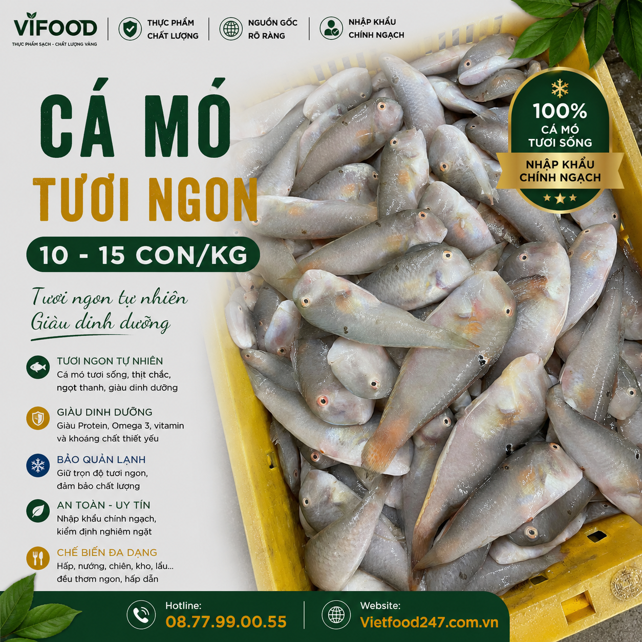 Cá mó tươi 10-15 con/kg