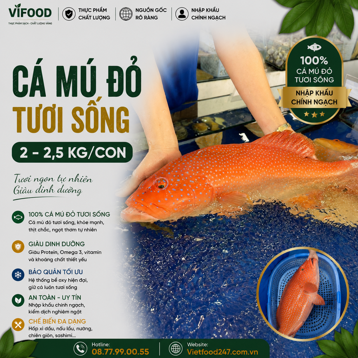 Cá mú đỏ tươi sống 2-2,5 kg/con