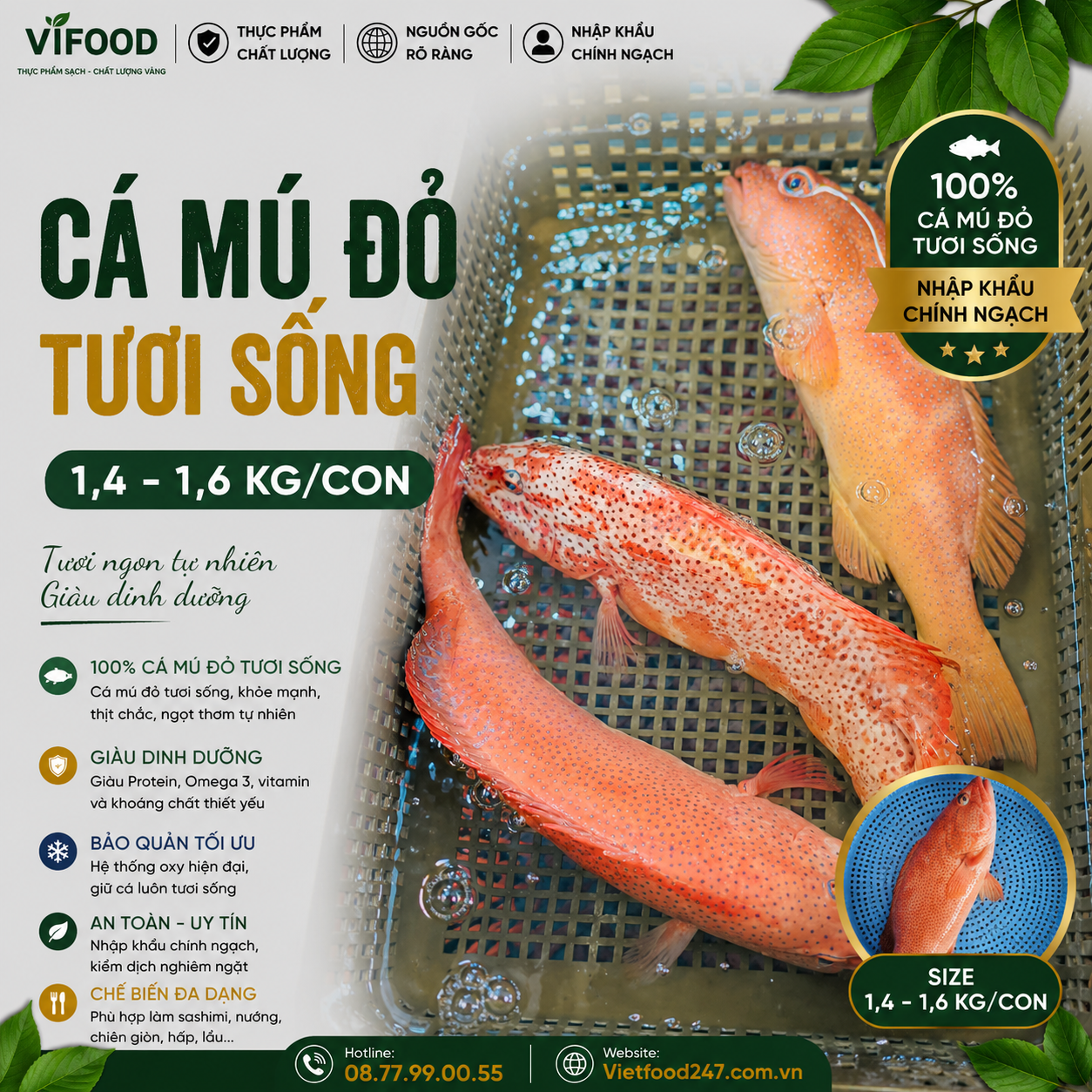 Cá mú đỏ tươi sống 1,4-1,6 kg/con