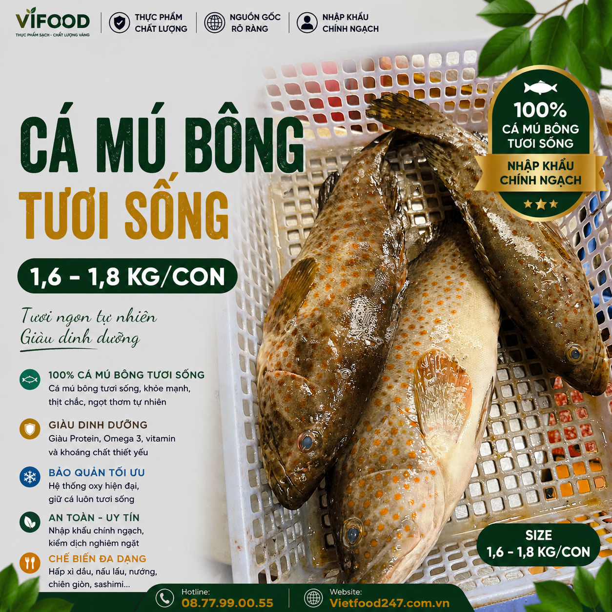 Cá mú bông(mú đen) 1,6-1,8 kg/con