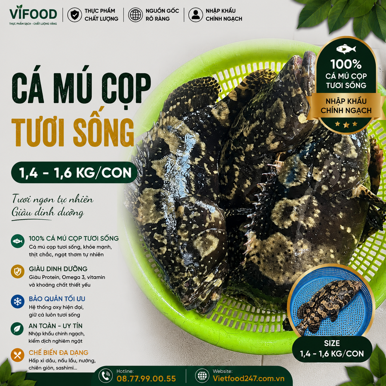 Cá mú cọp sống 1,4-1,6 kg/con