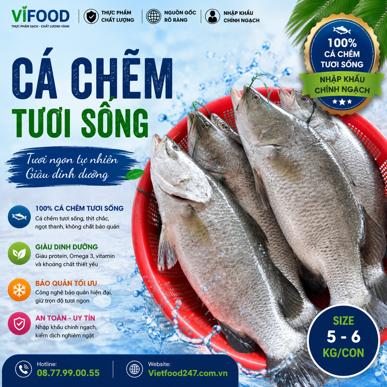 Cá chẽm sống 5-6 kg/con