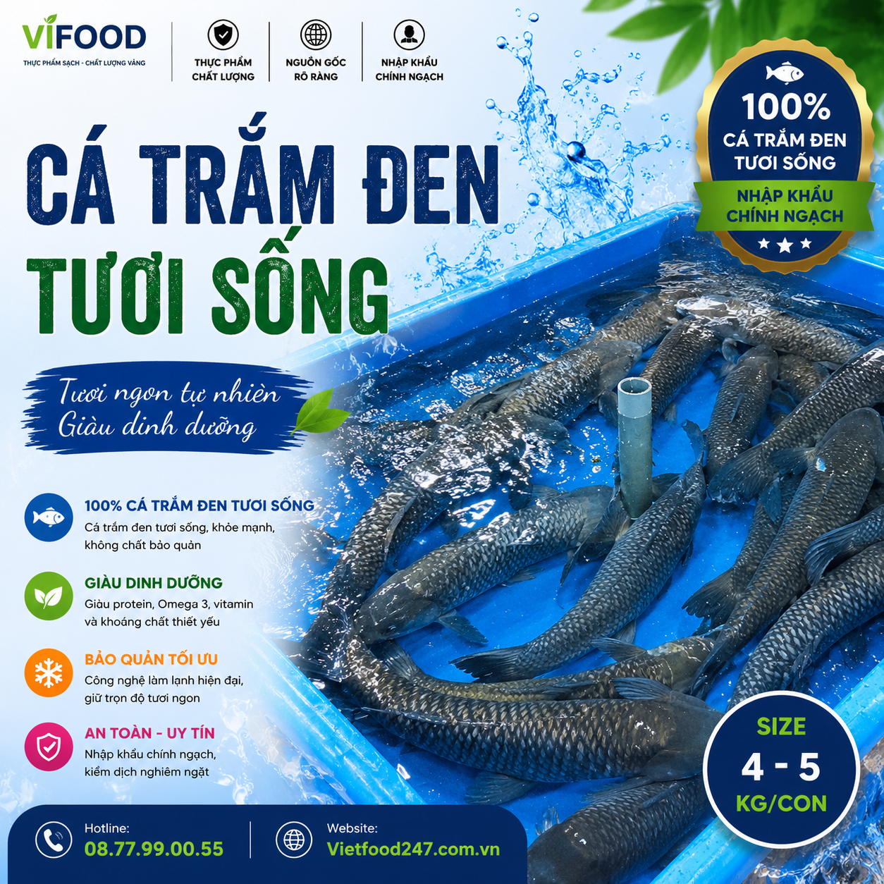 Cá trắm đen sống 4-5 kg/con