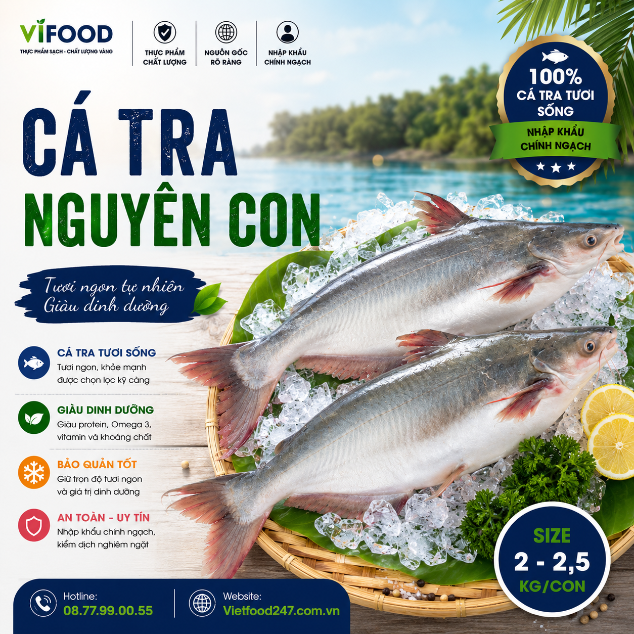 Cá tra nguyên con sống 2-2,5 kg/con