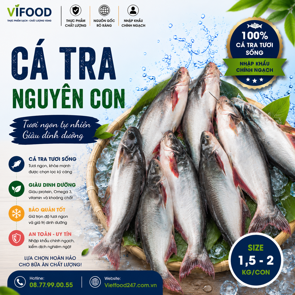 Cá tra nguyên con sống 1,5-2kg/con