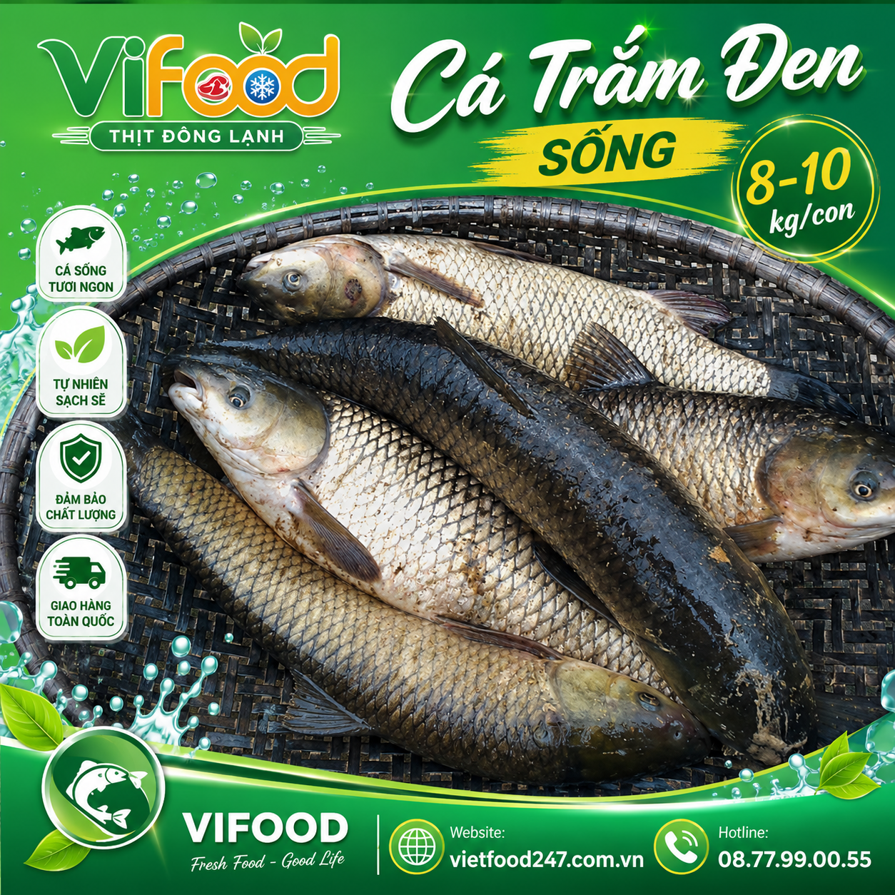 Cá trắm đen sống 8-10 kg/con