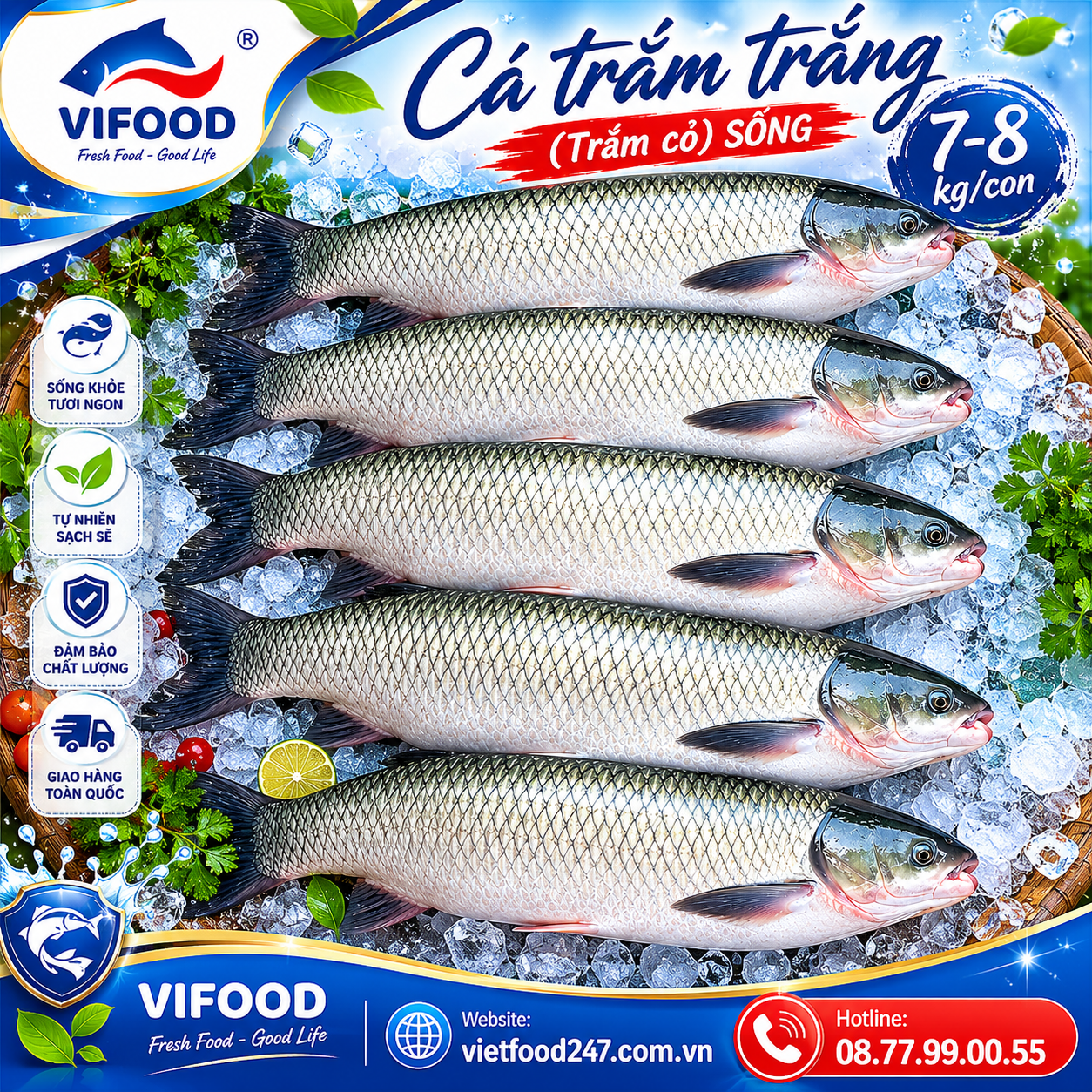 Cá trắm trắng (trắm cỏ) sống 7-8 kg/con