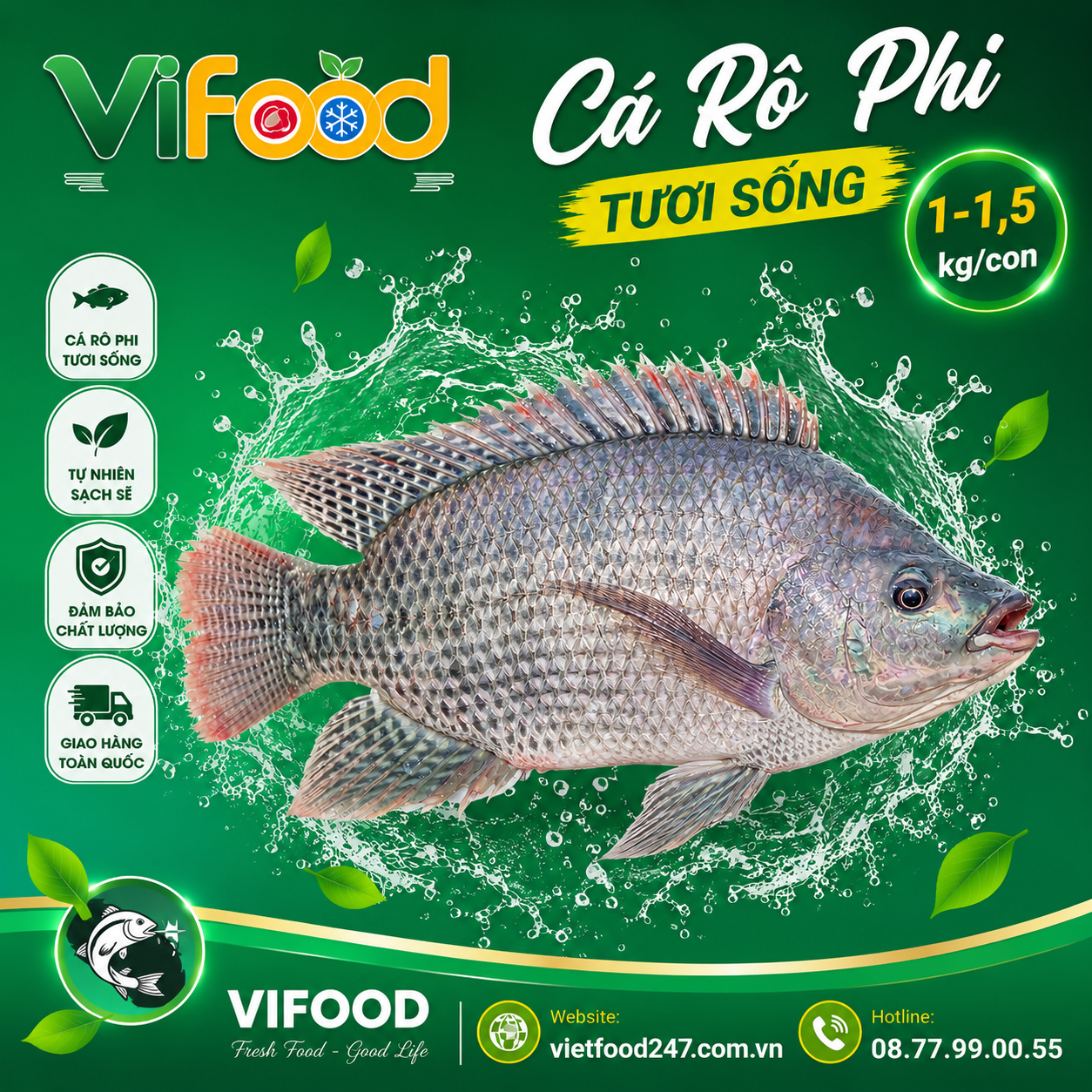 Cá rô phi sống 1-1,5 kg/con