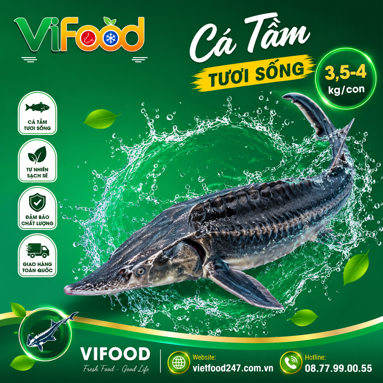 Cá tầm sống size 3,5-4 kg/con
