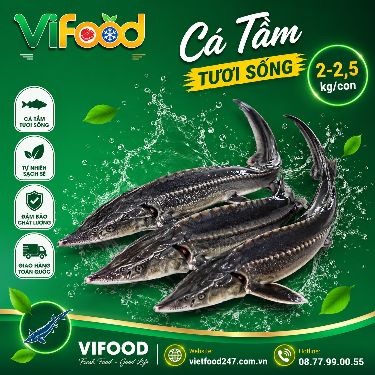 Cá tầm sống size 2-2,5 kg/con