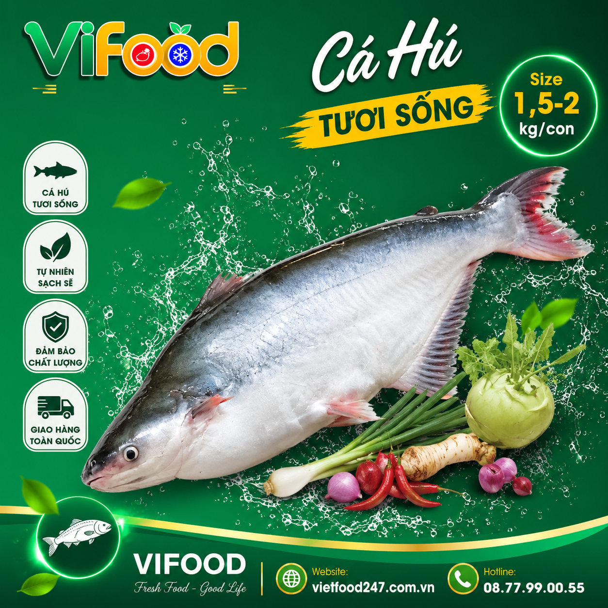 Cá hú sống Size 1,5-2 kg/con