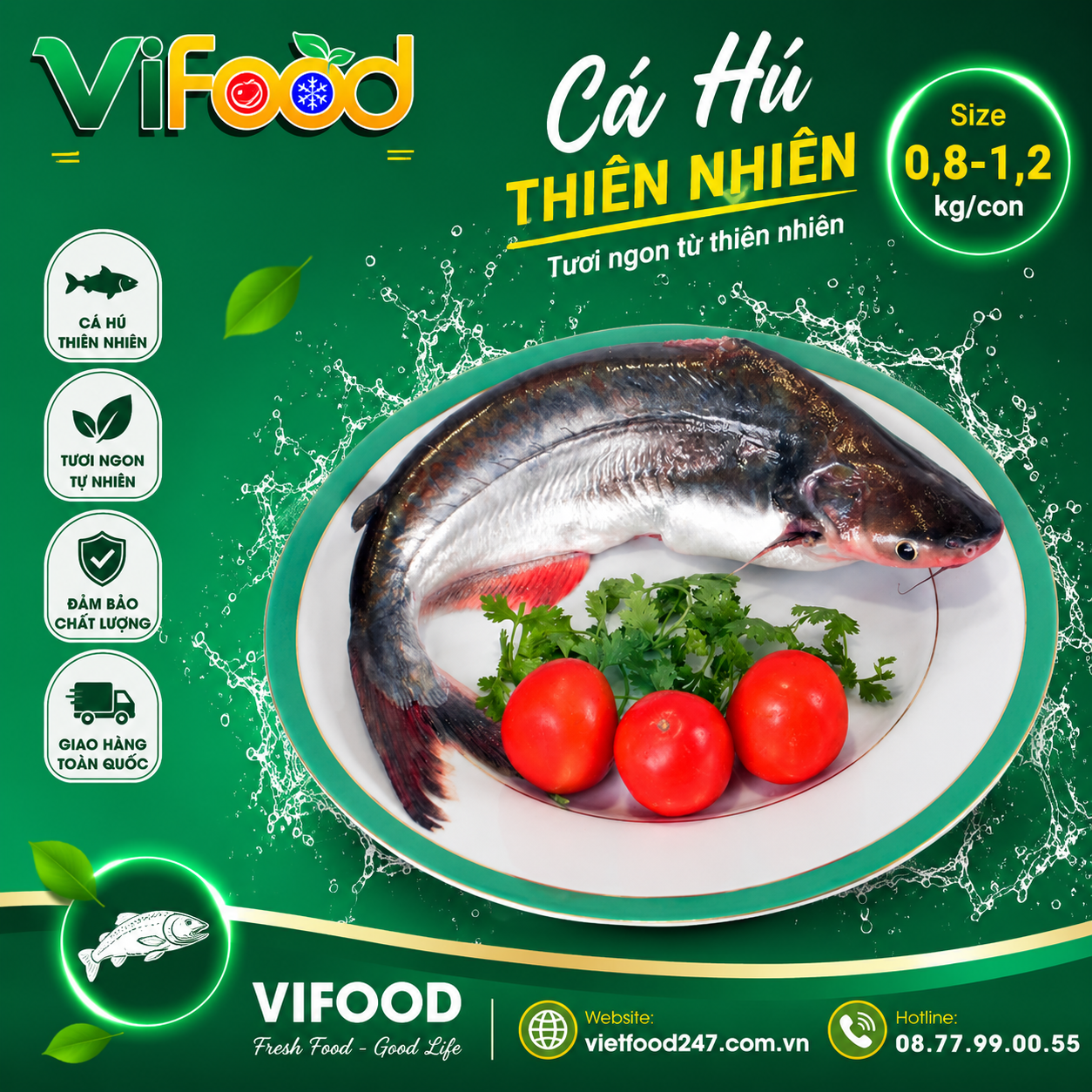 Cá hú thiên nhiên 0,8-1,2 kg/con