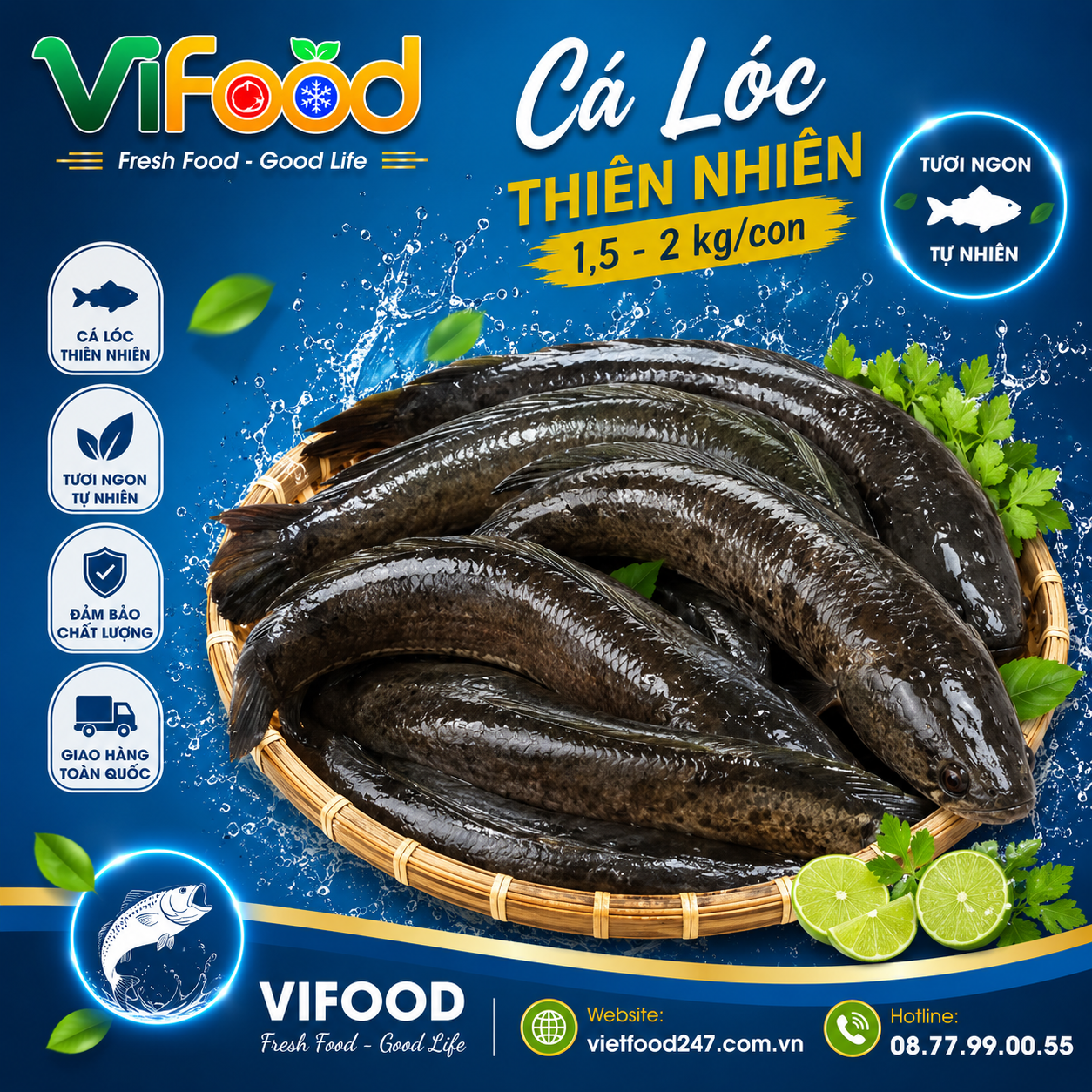 Cá lóc thiên nhiên 1,5-2 kg/con