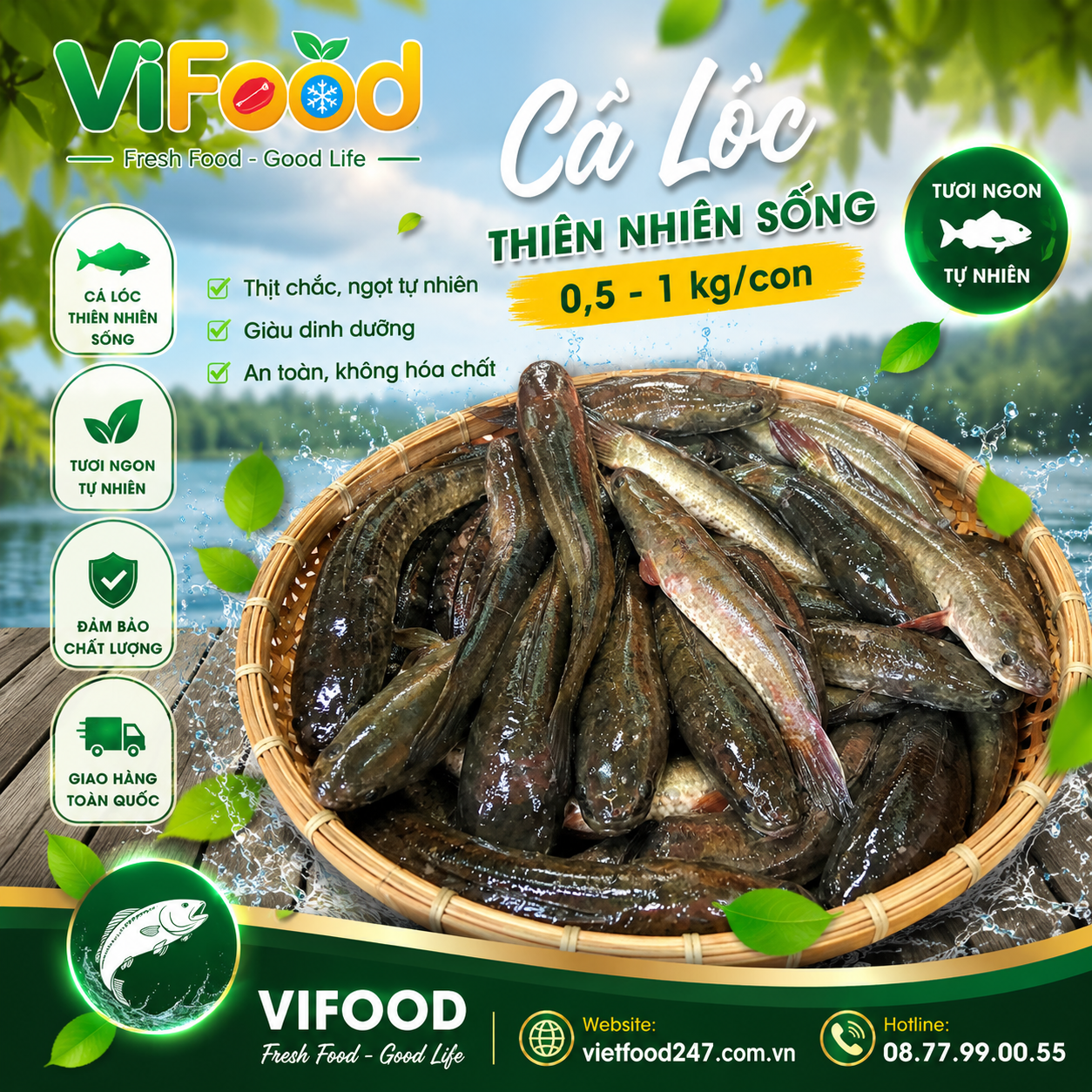 Cá lóc thiên nhiên sống 0,5-1 kg/con