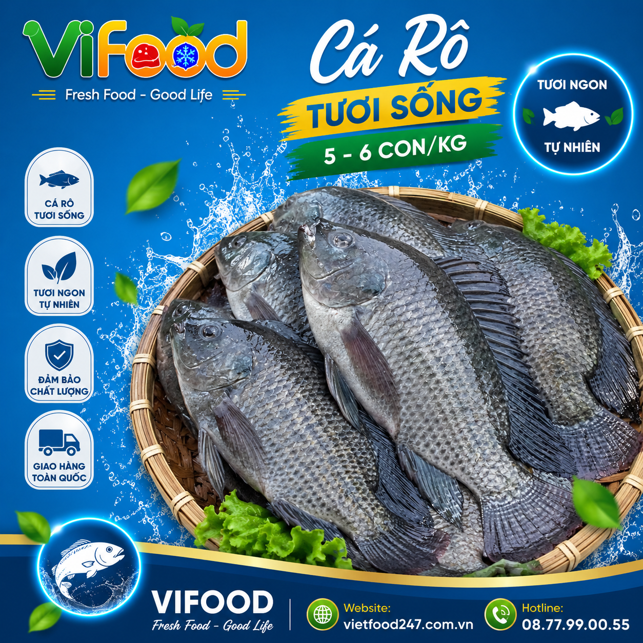 Cá rô tươi sống 5-6 con/kg