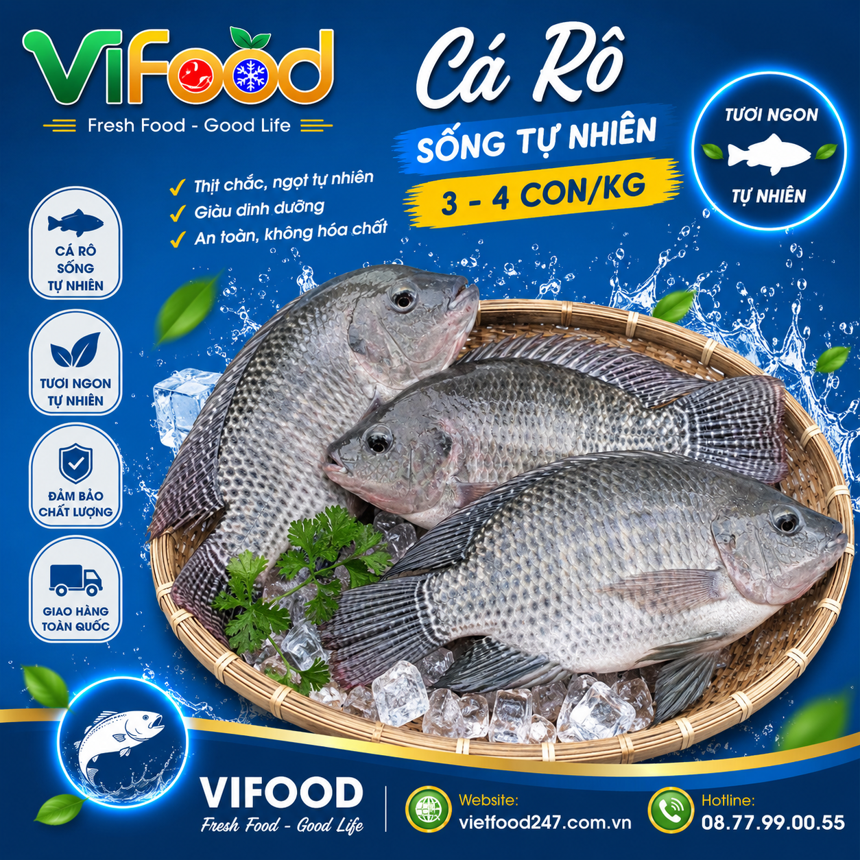 Cá rô sống 3-4 con/kg