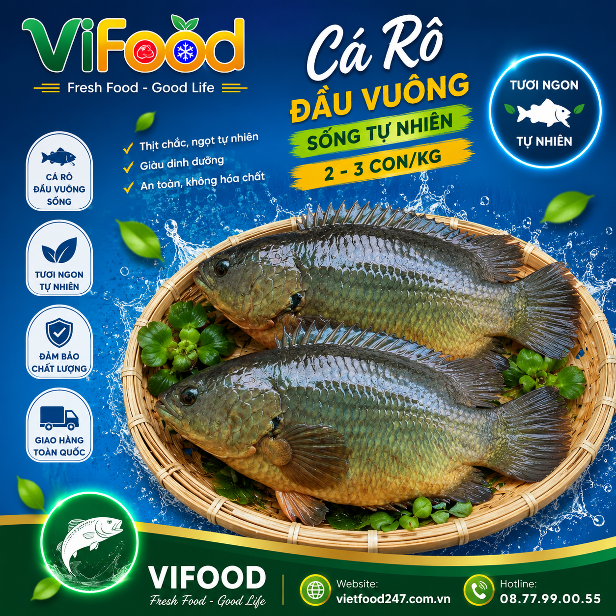Cá rô đầu vuông  sống 2-3 con/kg