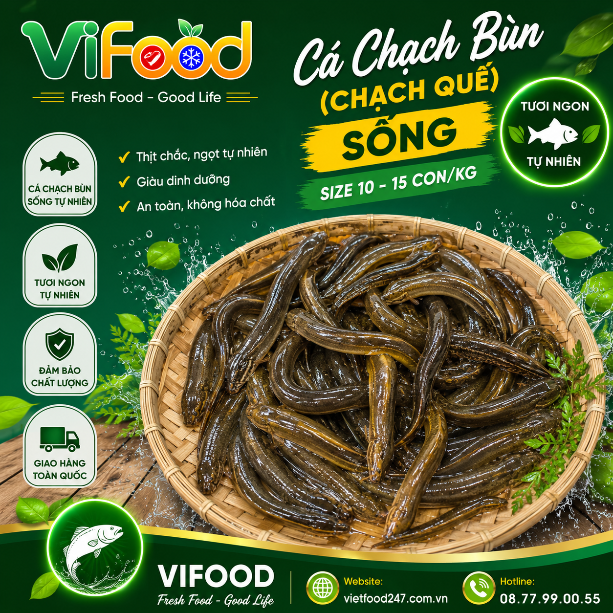 Cá chạch bùn (chạch quế) sống Size 10-15 con/kg