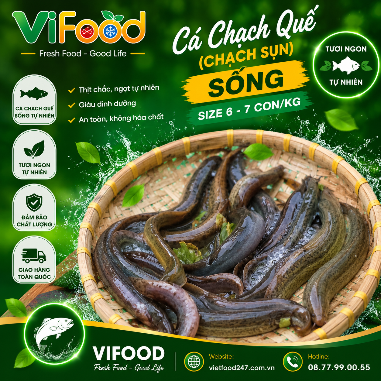 Cá chạch quế (chạch sụn) sống Size 6-7 con/kg