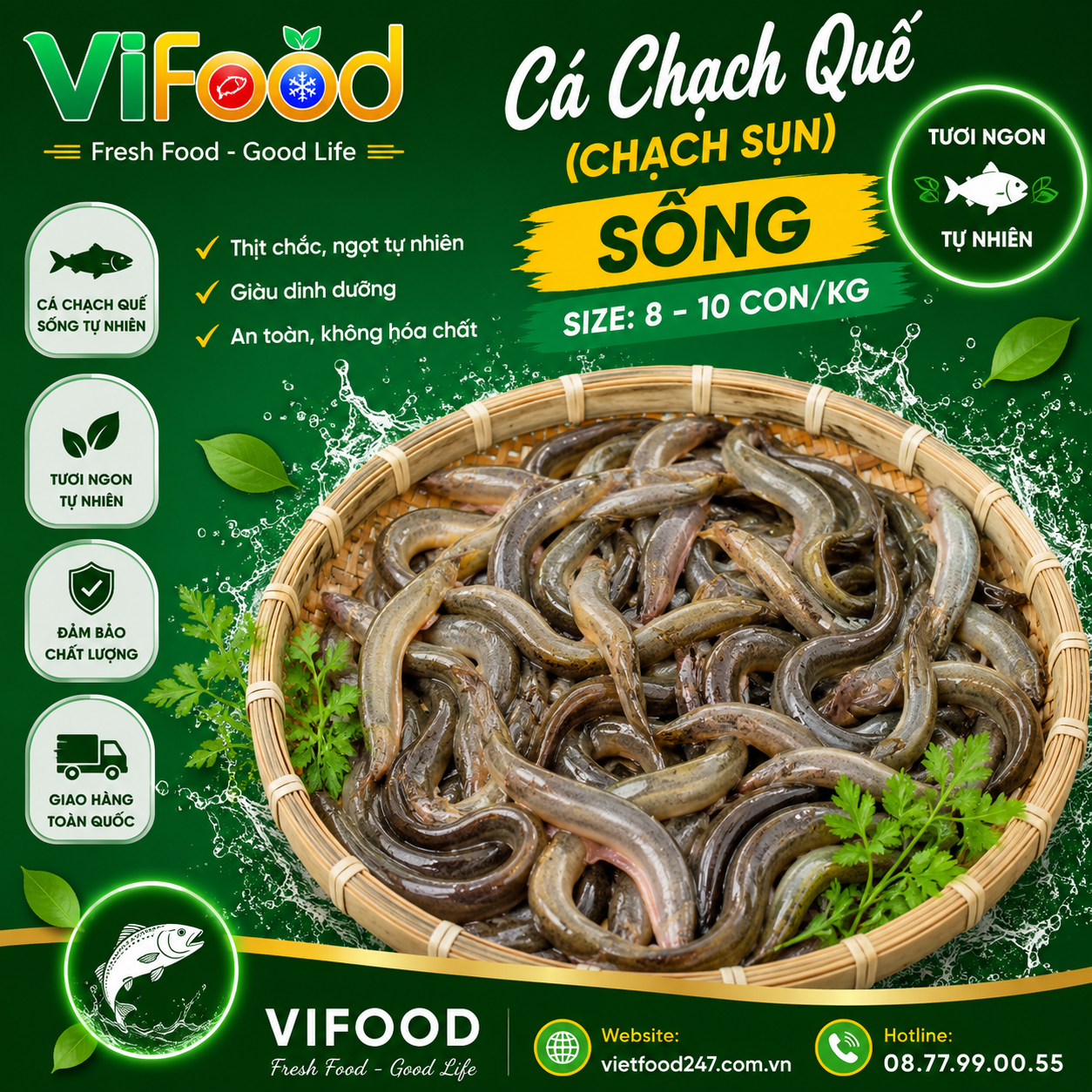 Cá chạch quế (chạch sụn) sống Size: 8-10 con/kg