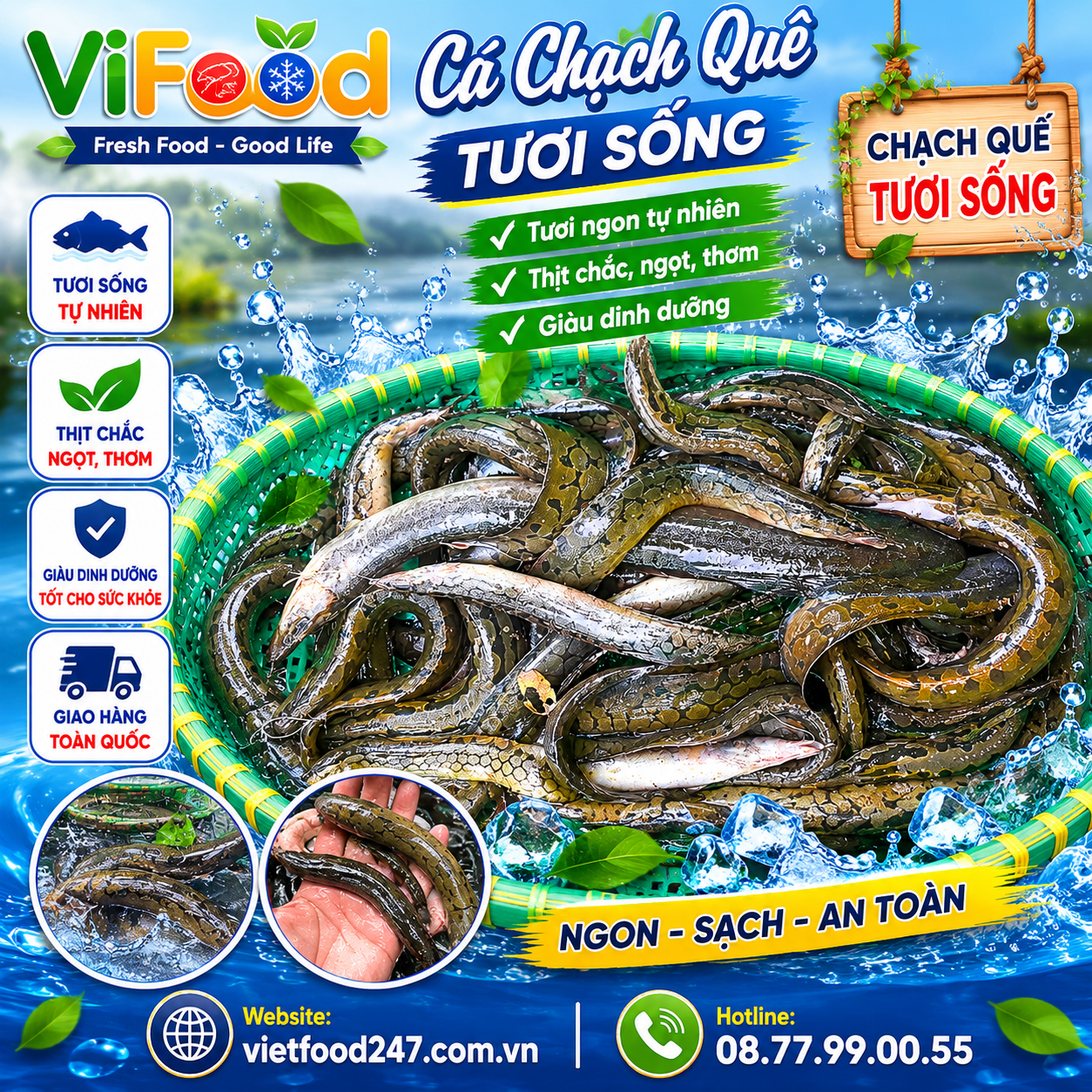 Cá Chạch Quế Tươi Sống