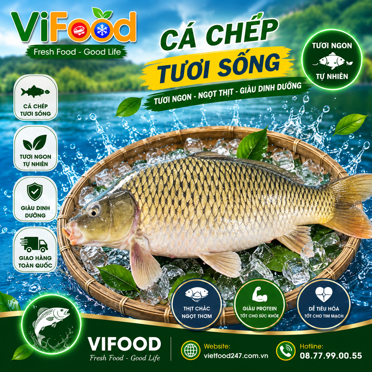 Cá Chép Tươi Sống