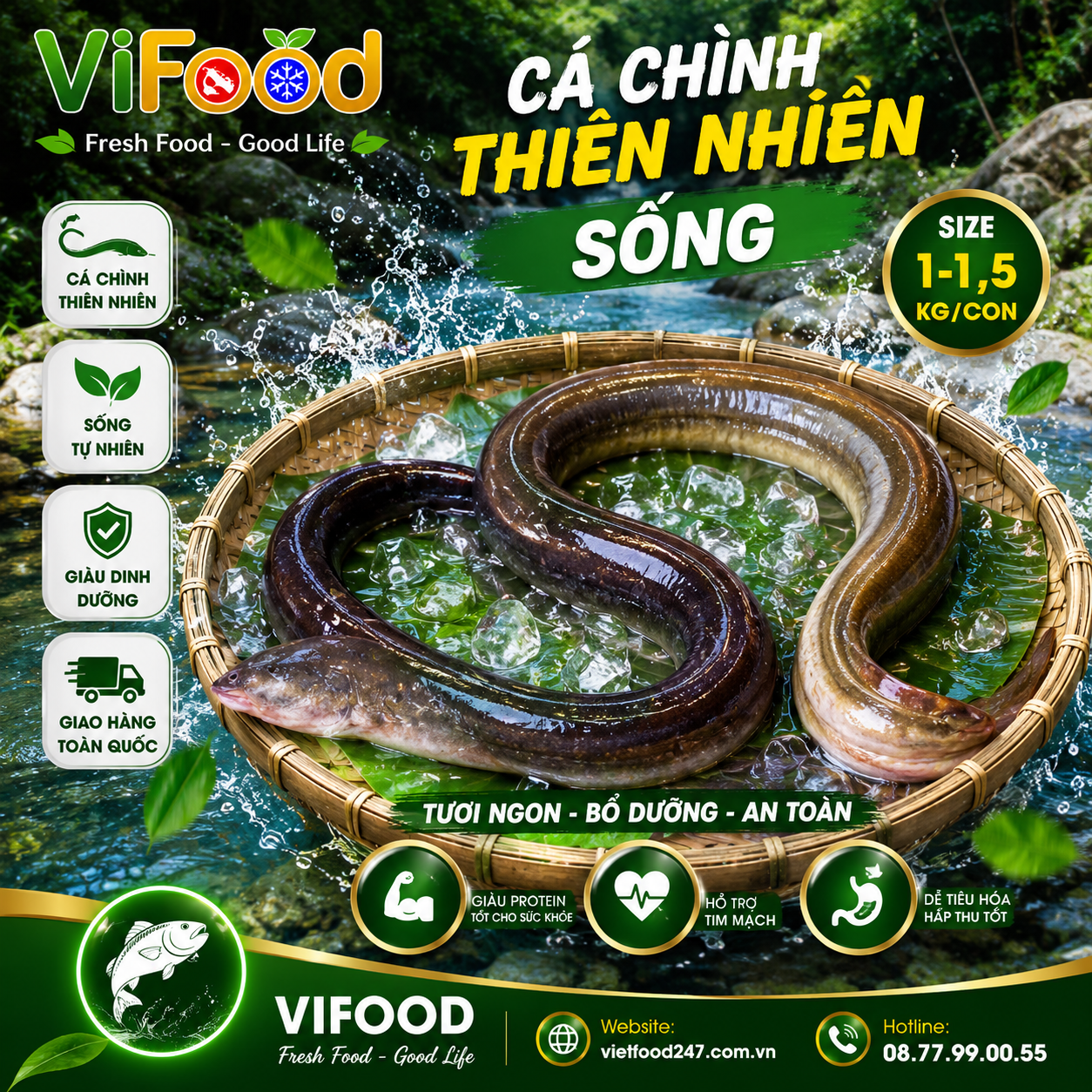 Cá chình thiên nhiên sống Size 1-1,5 kg/con