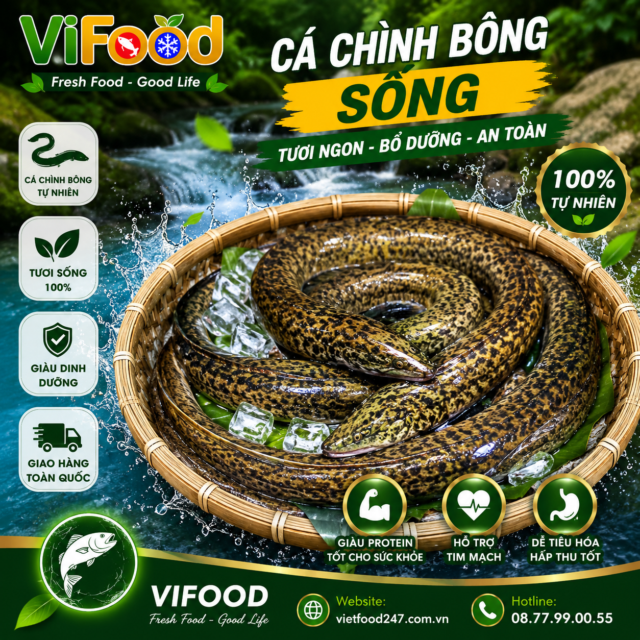 Cá Chình Bông Sống