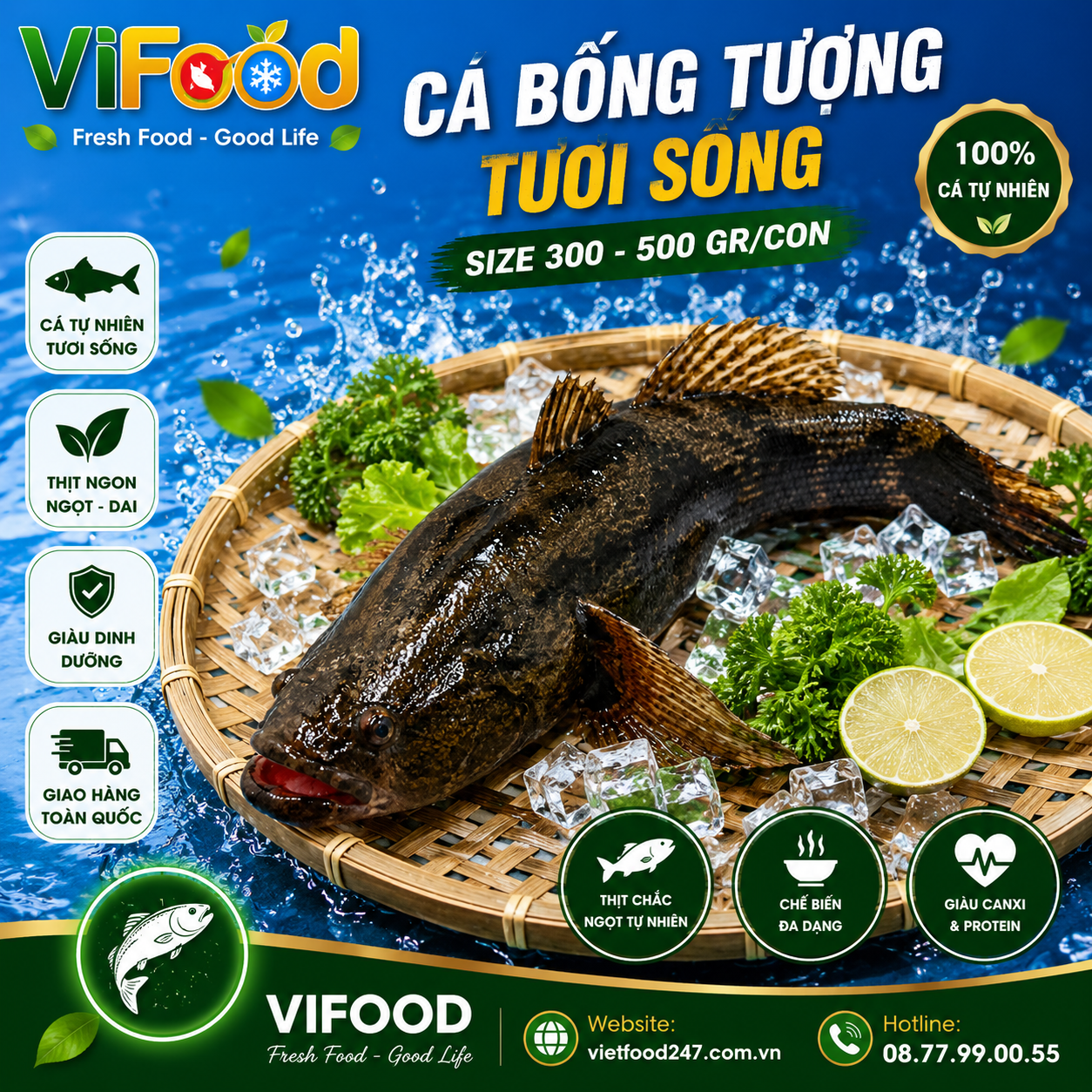 Cá bống tượng tươi sống Size 300-500 gr/con