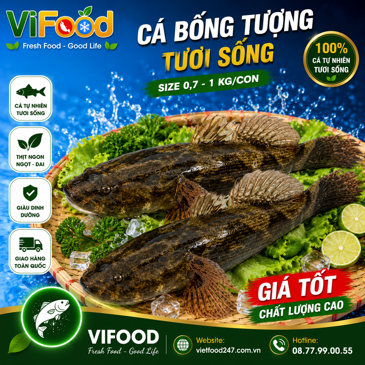 Cá bống tượng tươi sống giá tốt Size 0,7-1 kg/con