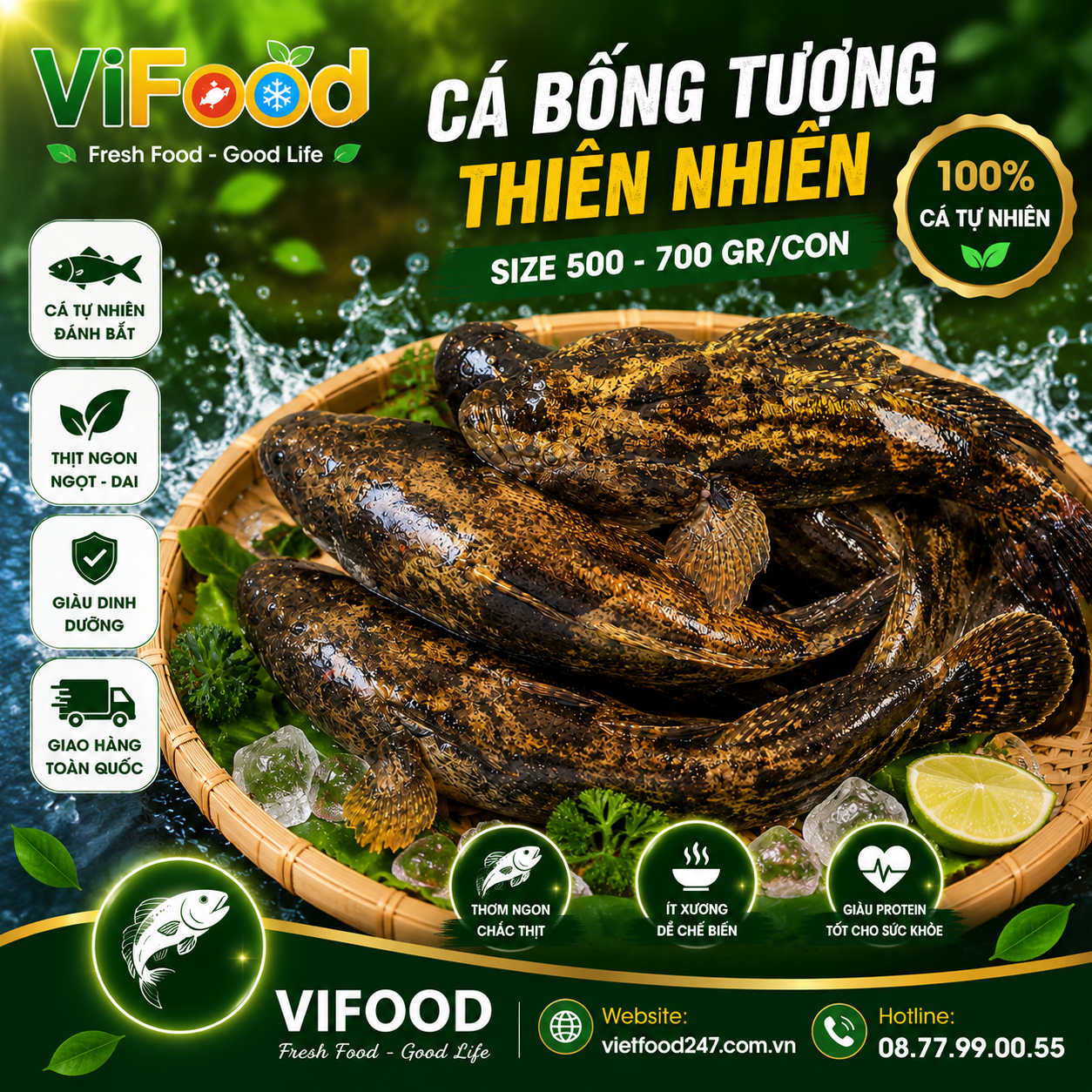 Cá bống tượng thiên nhiên Size 500-700 gr/con