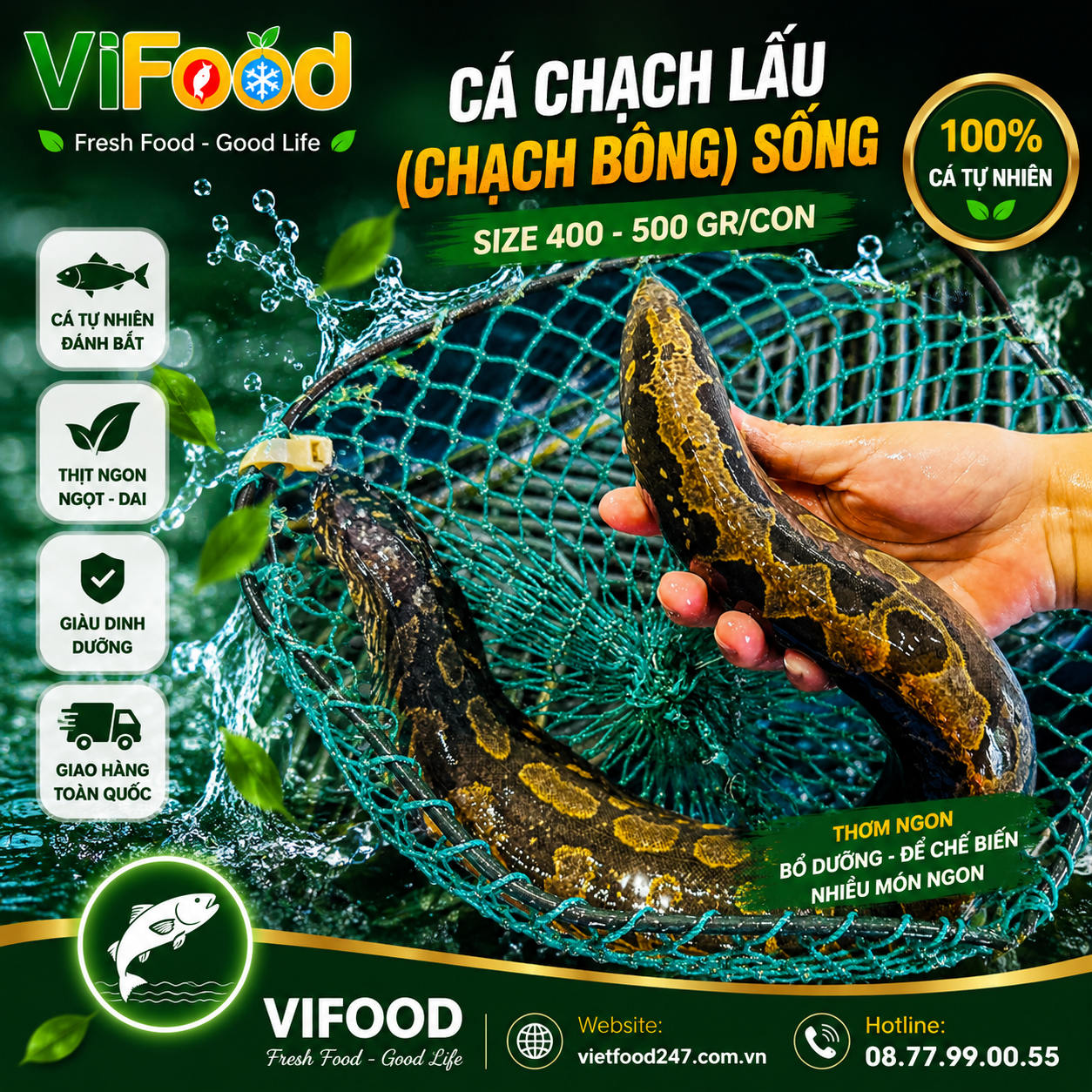 Cá chạch lấu (chạch bông) sống 400-500 gr/con