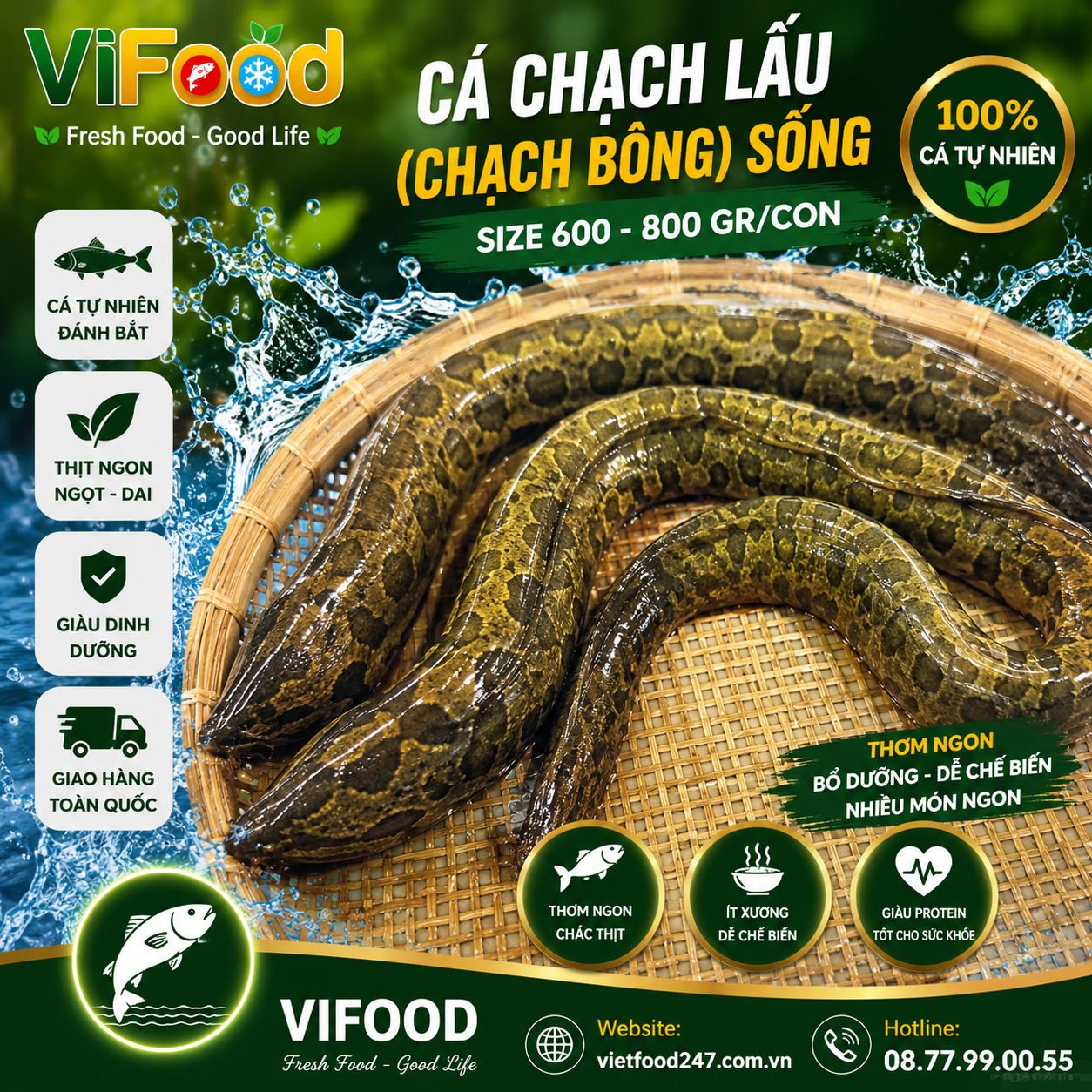 Cá chạch lấu (chạch bông) sống 600-800 gr/con