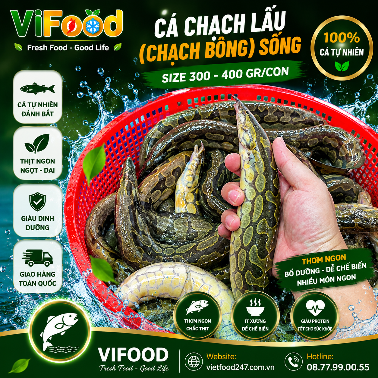 Cá chạch lấu (chạch bông) sống Size 300-400 gr/con