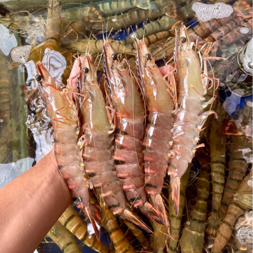 Tổng Kho Thịt Bò, Thịt Gà, Thịt Heo, Hải Sản Đông Lạnh tại Xã Cường Lợi, Tỉnh Thái Nguyên