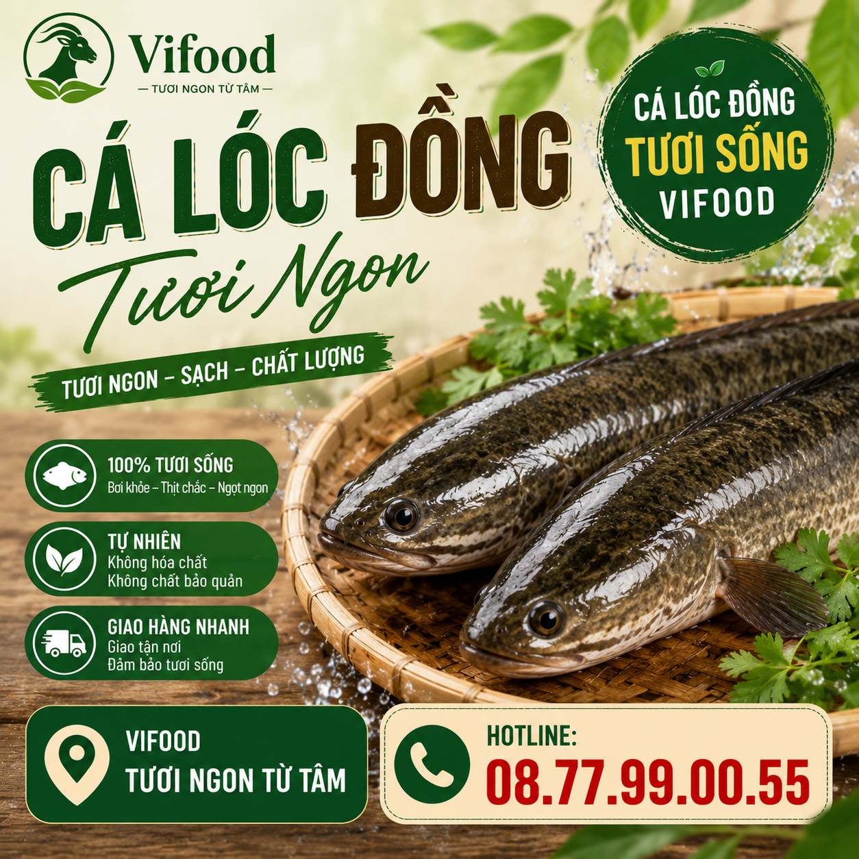 Cá lóc đồng tươi sống giá sỉ