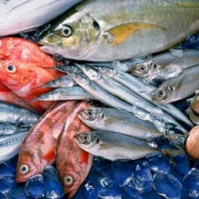 VIFOOD – Kho Thịt Bò, Thịt Gà, Thịt Heo, Hải Sản Đông Lạnh tại Xã Mường Ảng, tỉnh Điện Biên
