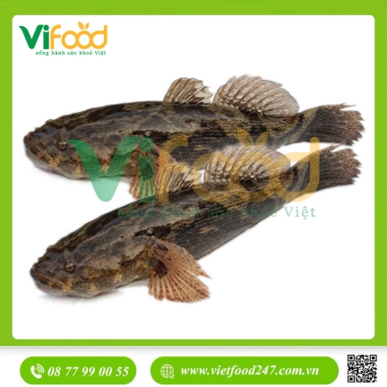 Cá bống tượng tươi sống giá tốt Size 0,7-1 kg/con
