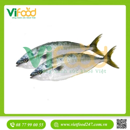 Cá cam tươi 0,5-1 kg/con
