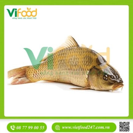 Cá Chép Giòn Tươi Sống