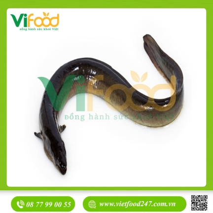 Cá Chình Suối 2kg