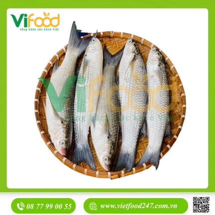 Cá đối tươi size 400-600 gr/con